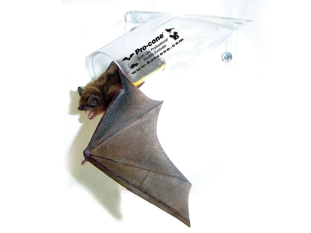 Pest Control-Birds And Bats