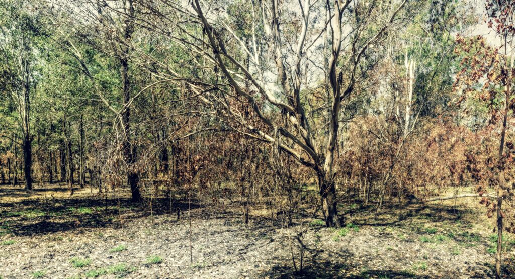 Recovery Service-Fire Or Smoke Damage