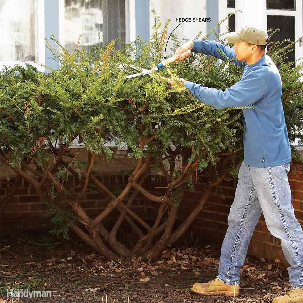 Shrubs-Trim Or Remove