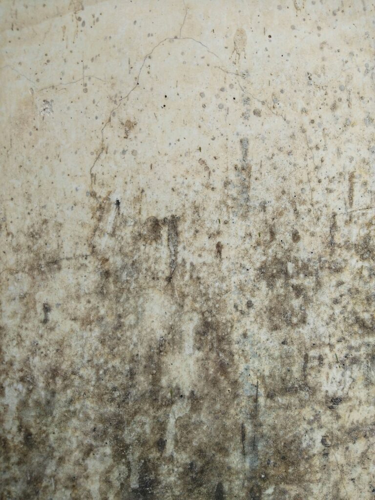 Toxicity And Mold-Removal