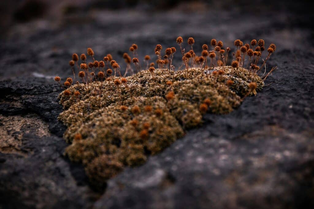 Toxicity And Mold-Removal