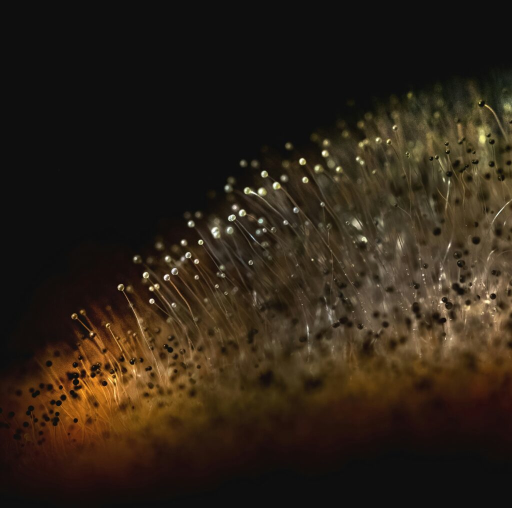 Toxicity And Mold-Removal