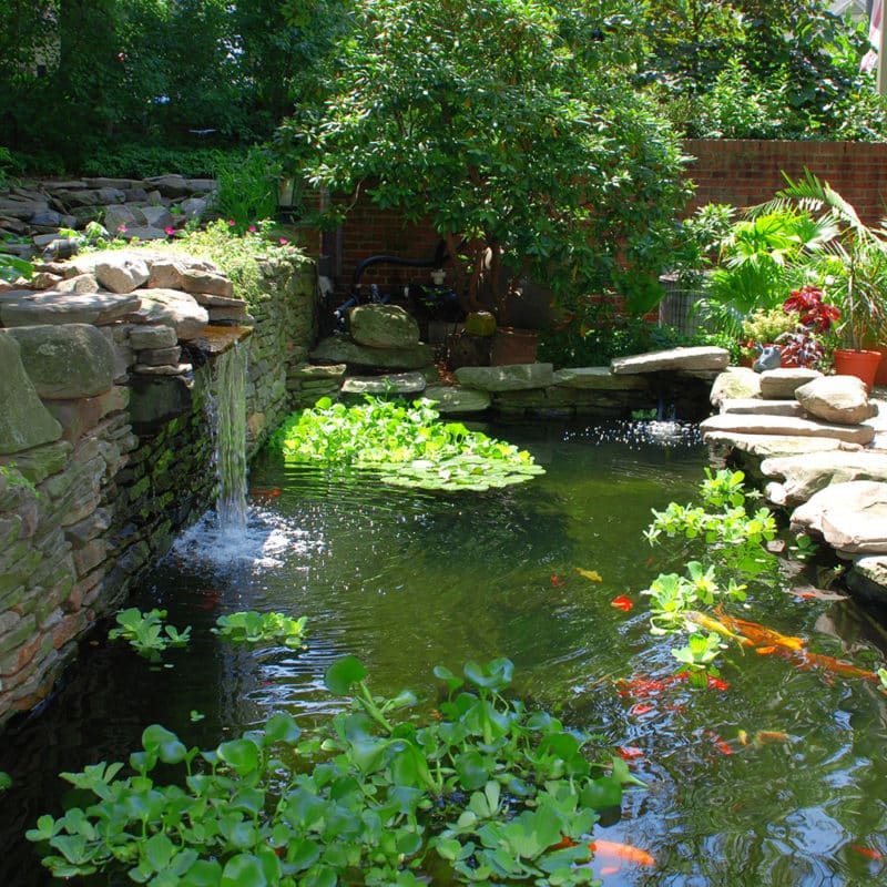Water Feature-Install A Pond